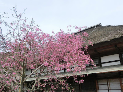  海蔵寺のカイドウ