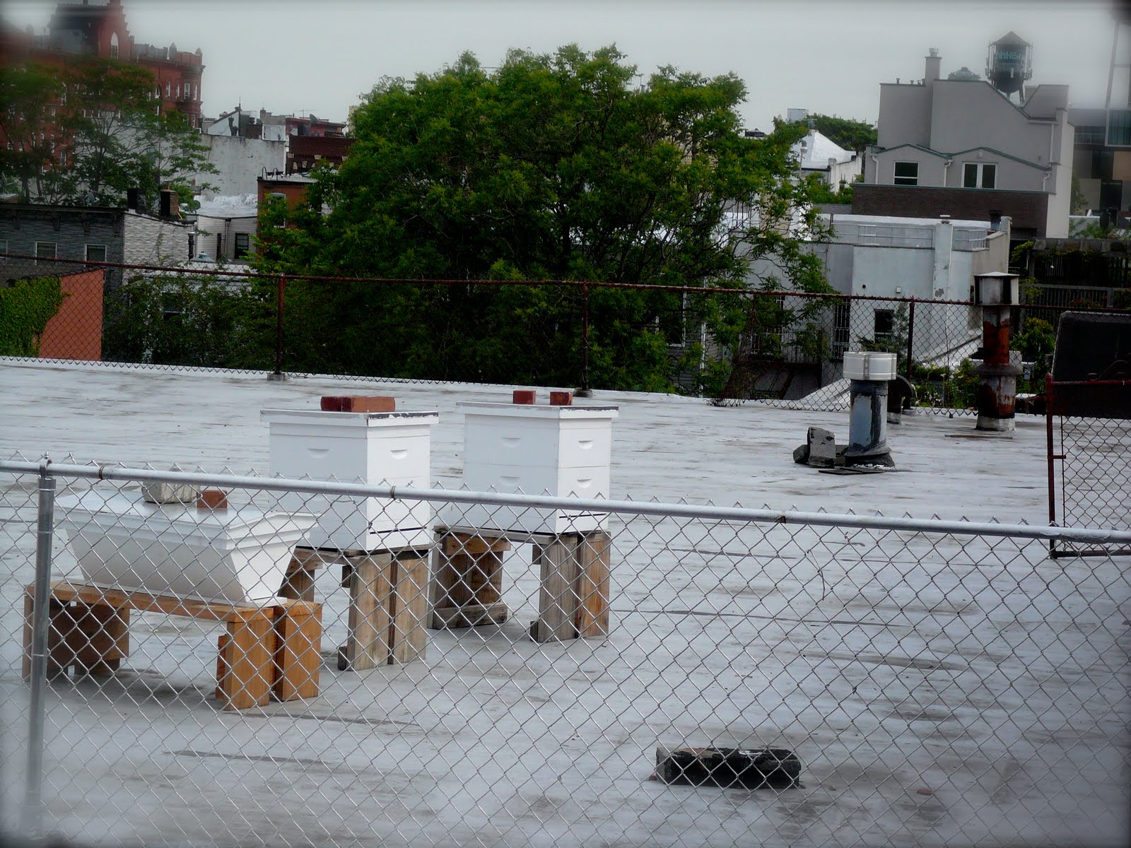 Chickens Lay Healthy Eggs: Eagle Street Rooftop Farm Event, Brooklyn ...