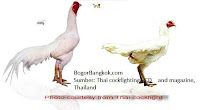 Gambar Ayam Jago Bangkok Thailand