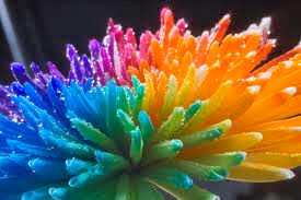 Best Rainbow Flower HD Wallpaper Free