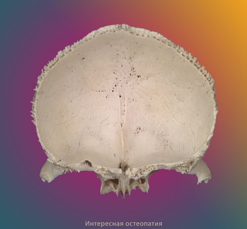 Лобная кость в краниосакральном ритме по 3 осям
