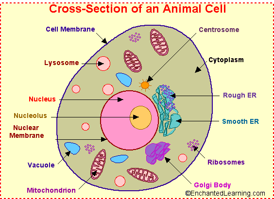 animal cell model with labels.