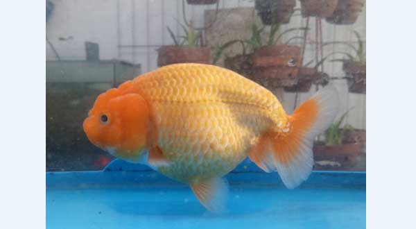 Jenis Ikan Mas Koki Ranchu