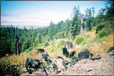 Freshwater, CA Ecology Protest Tree Sit Earth First! - Redwood Trees