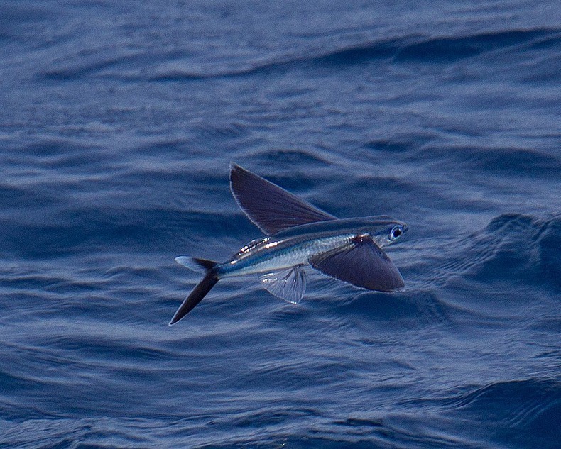flying-fish-9