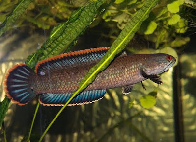 Ikan Channa Gachua