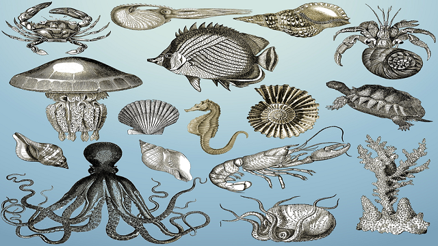 Essay on Aquatic Animals - Water Animals - Sea Animals - SILENT COURSE