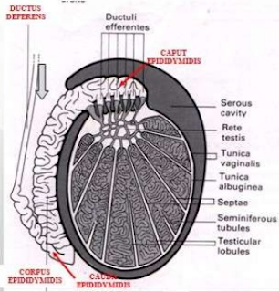 EPIDIDYMIS