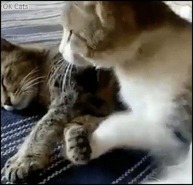 Cute Cat GIF • 2 loving cat sleeping together. I love you you're my best be and pillow [ok-cats.com]