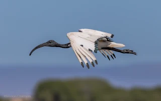 Canon EOS 7D Mark II: Test and Birds in Flight Photography Shoots