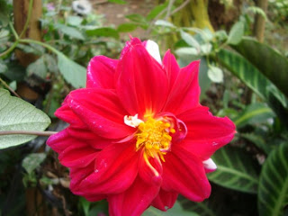 Exotic Flowers at Guintubdan, La Carlota, Philippines