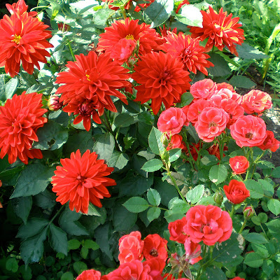 red rose and dahlia