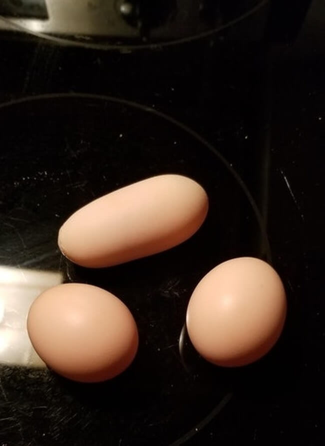 The Rarest Things We Have Ever Seen Captured In 17 Mind-Blowing Pictures - 'I got an egg of an unusual shape.'