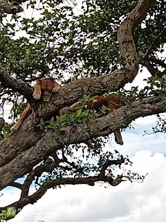 tree climbing lions in ishasha sector.