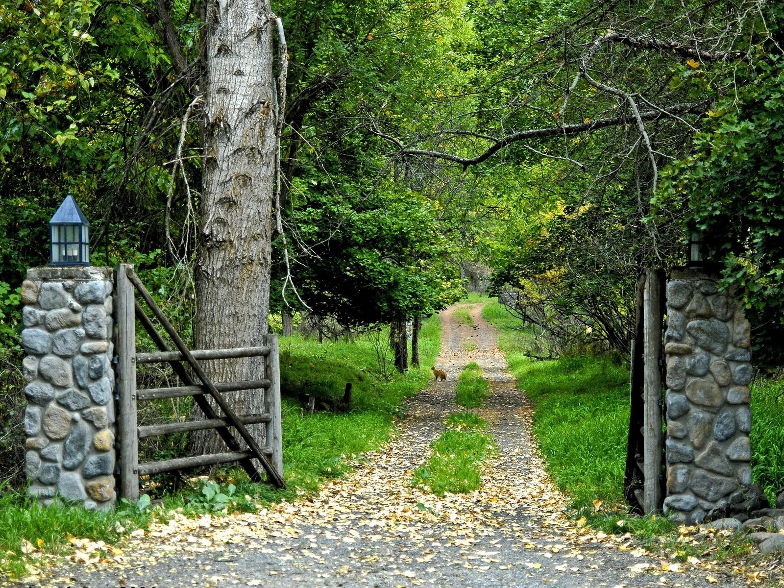 Road Jungle Nature HD Wallpapers For Desktop Laptop