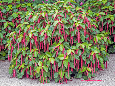 Acalypha care and culture