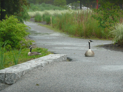 goose pair