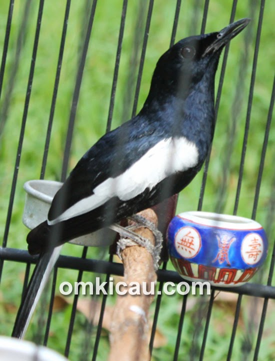 Foto -Foto Kacer Jawara di Indonesia  Burungmaster.com