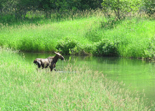 Spotted this moose as she was feeding.