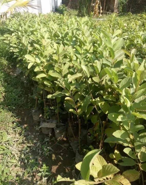 bibit jambu kristal sukun merah cepat mudah berbuah unggul okulasi bisa dirawat Rantepao