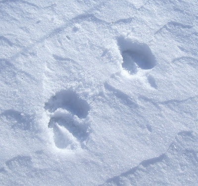  see where a deer was walking to the woods. A nice closeup of the tracks.