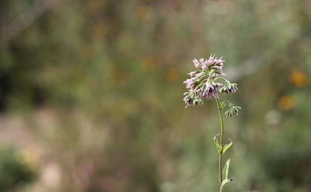 Joe-Pye Weed Flowers