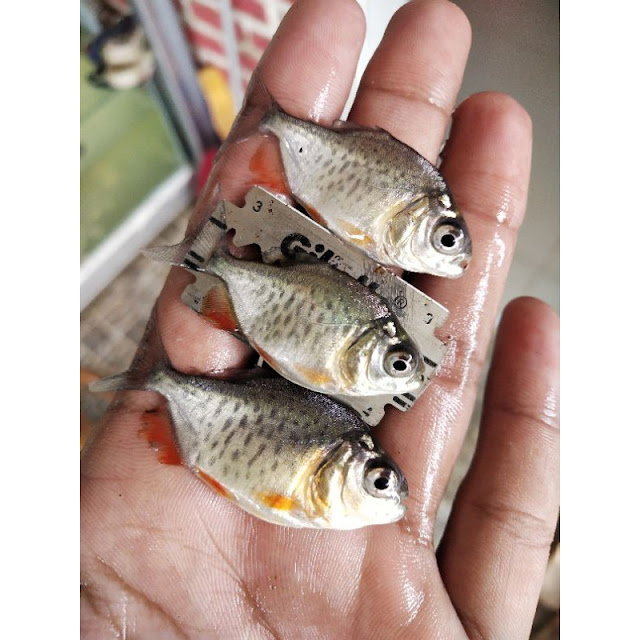 bibit ikan bawal