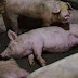 Diduga Flu Babi, 2 Ribu Ekor Babi Mati di Medan dan Deli Serdang