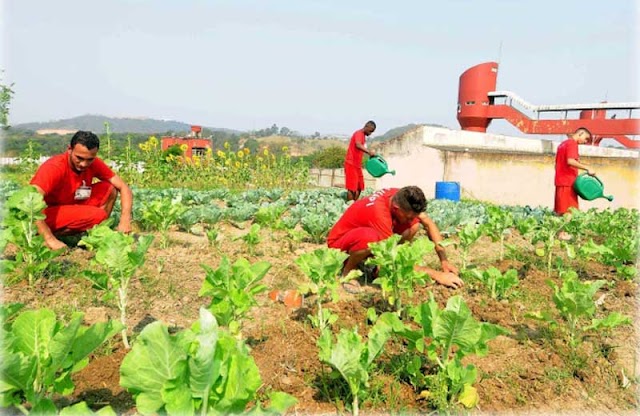 Horta social: presos produzem verduras para doação e aqui no Brasil.