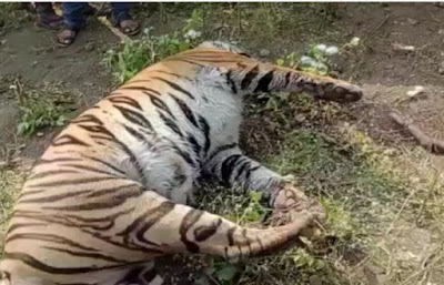 चंद्रपूर वाघिण मृतावस्थेत आढळली Chandrapur The tiger was found dead