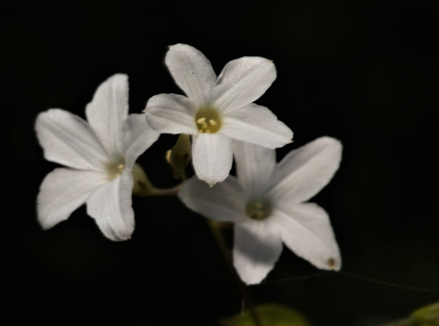 Dinetus racemosa