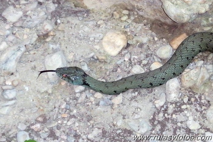 Barranco de la Garganta Verde (II)