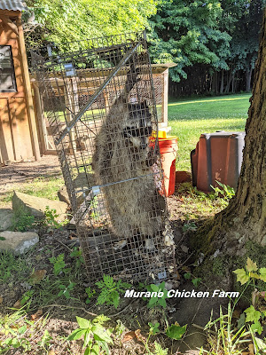Raccoon in trap, caught in chicken coop