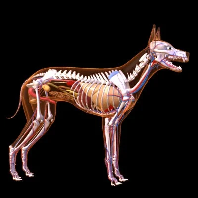 imagens-3d-anatomy-anatomia-veterinaria-veterinary-animal