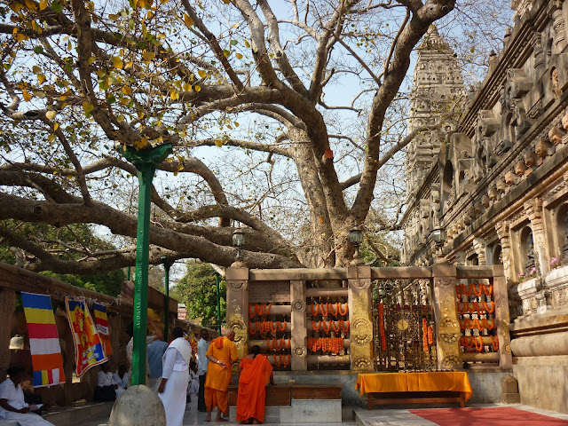 ต้นพระศรีมหาโพธิ์  พุทธคยา