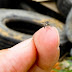 Pesquisa alerta para as formas de prevenção do Aedes aegypti