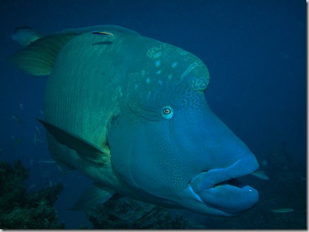 Maori Wrasse