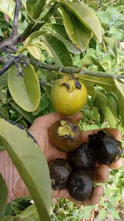 Sapote Negro, one on the tree, green, looking like an unripe kaki, 5 ripe black ones in the hand