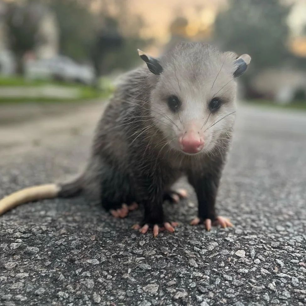 Pet Opossum