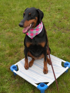 Fast Pup Dog Training: Schipperkes, Pointers And Dobies, Oh My!