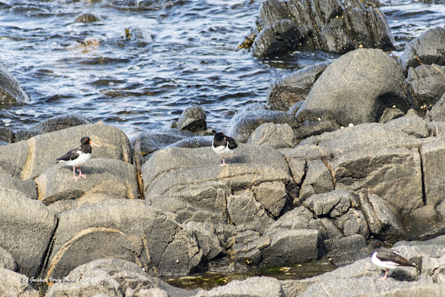 Ostreros Euroasiáticos, Isla de Runde, Noruega por El Guisante Verde Project