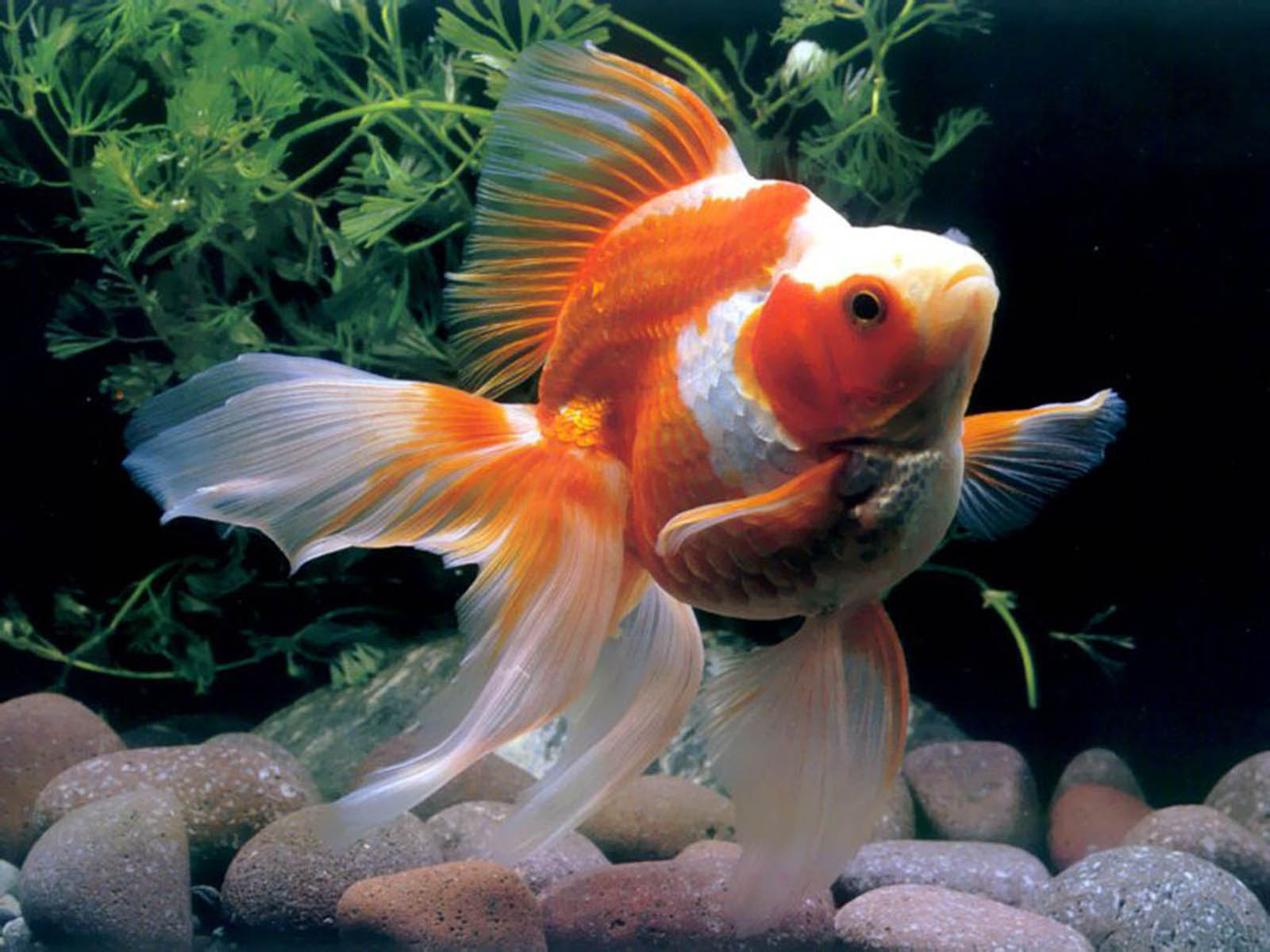 HD Wallpapers: Gold Fish Pictures