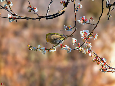 Mejiro (Warbling white-eye bird) and Ume (japanese apricot) : Kaizo-ji