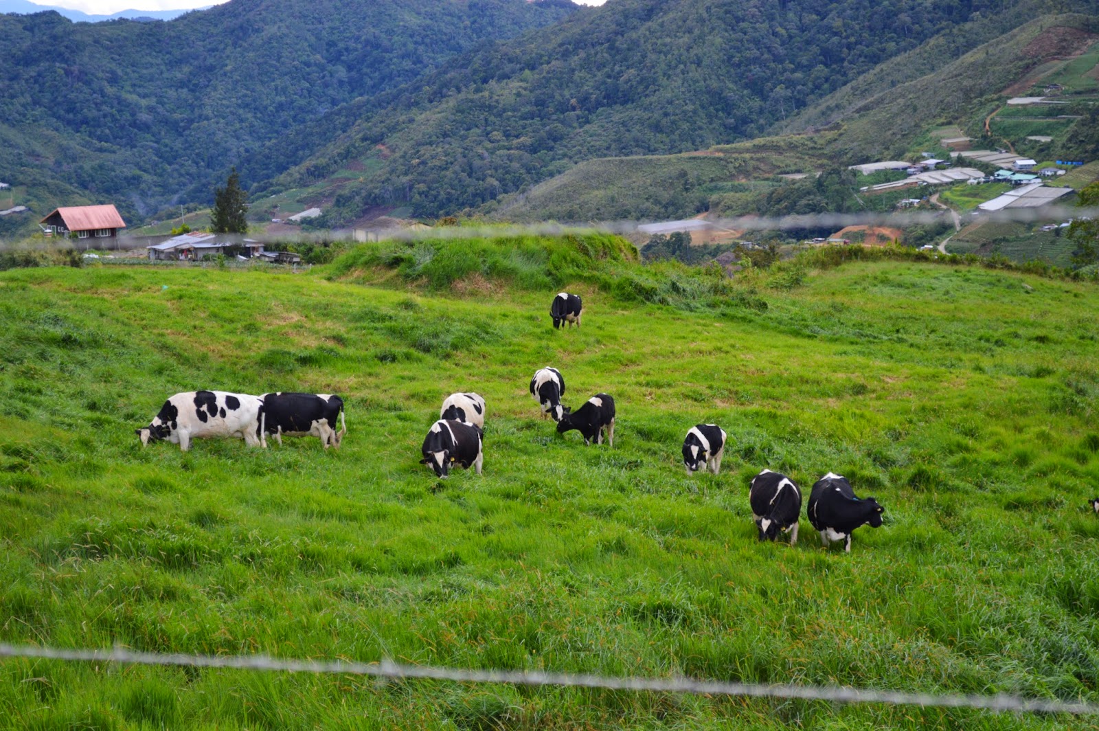 Desa Cattle (Tempat Menarik Di Kundasang, Sabah)