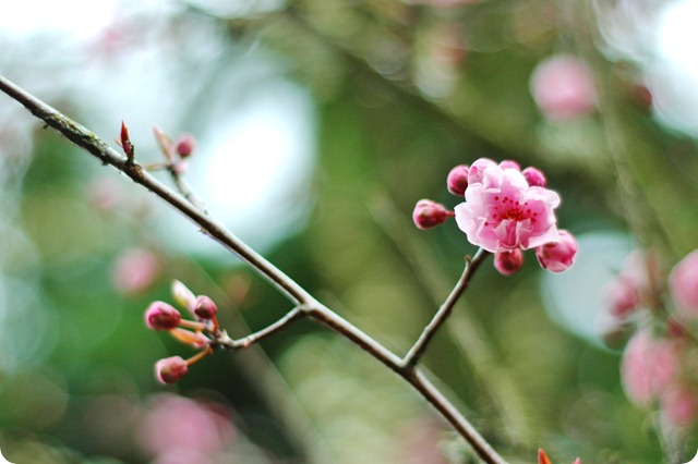Almost Spring 016