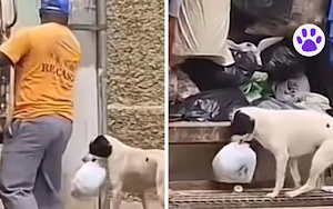 Perrito ayuda a su dueño a reciclar y se hace viral en redes sociales