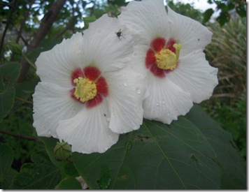 clip_image002