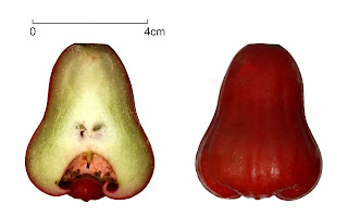 Mum elması (Syzygium samarangense)