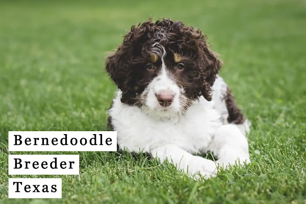 Bernedoodle breeder Texas