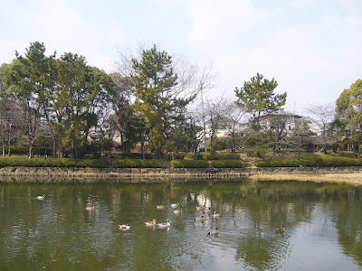 兵庫県・伊丹市 緑ヶ丘公園の水鳥